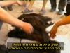 הפאנית קרן אור מספרת על השחיתויות שבכשרות